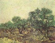 Olive Picking (nn04) Vincent Van Gogh